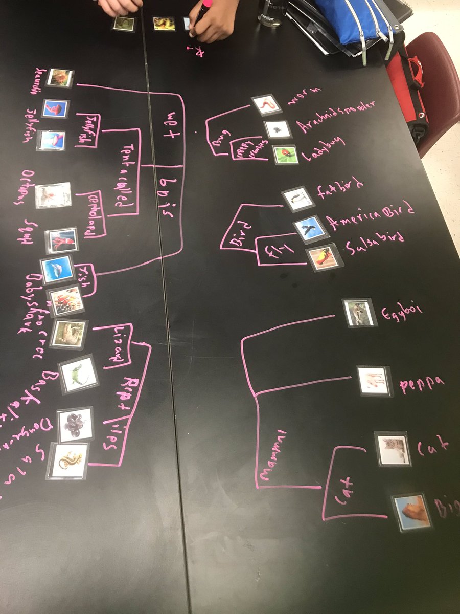 simonsscience's tweet image. Having Ss create their own classification models to see what they think is most important. 🤦🏻‍♀️🤷🏻‍♀️ I cant wait to see how they develop! #mbst #letsgrow @LCPSFarmwell