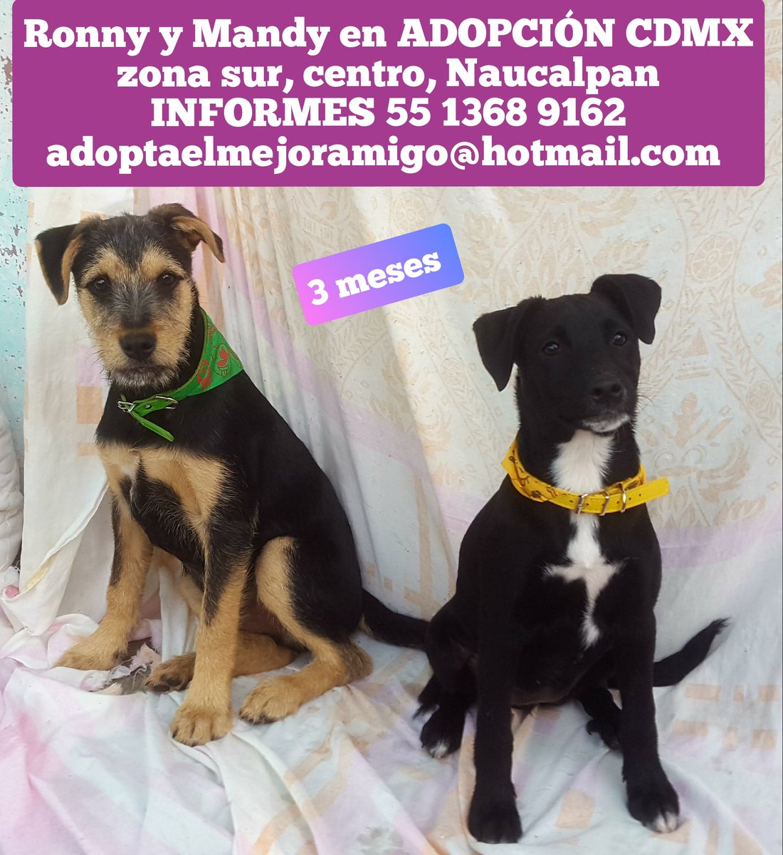 aserrano01's tweet photo. #Naucalpan #Narvarte #coyoacan #tlalpan #CDMX #AdoptaNoCompres #adoptaunnegrito #adoptame #adoptables #adoptable #AdoptaCambiaUnaVida #adoptaclub #cachorros #cachorro #Mascotas #perros  #BenitoJuarez #amor #Mascotas #roma #Cuernavaca #DejaHuella https://t.co/ALvhwimJn9