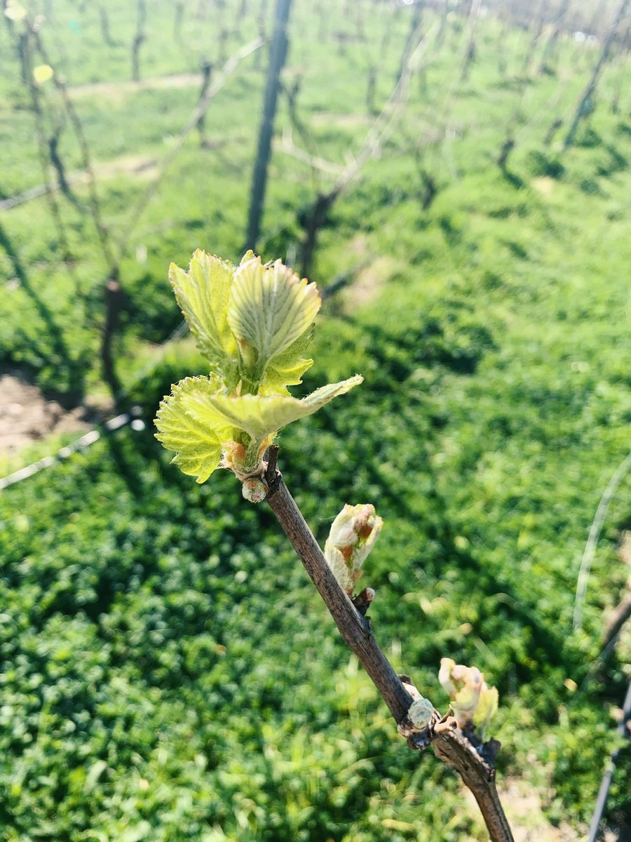 RamsGateWinery's tweet photo. Bud break has begun on the RG Estate vines. 2020 vintage here we come! π±π₯#vintage2020 #DrinkRG https://t.co/tjRu59plDj