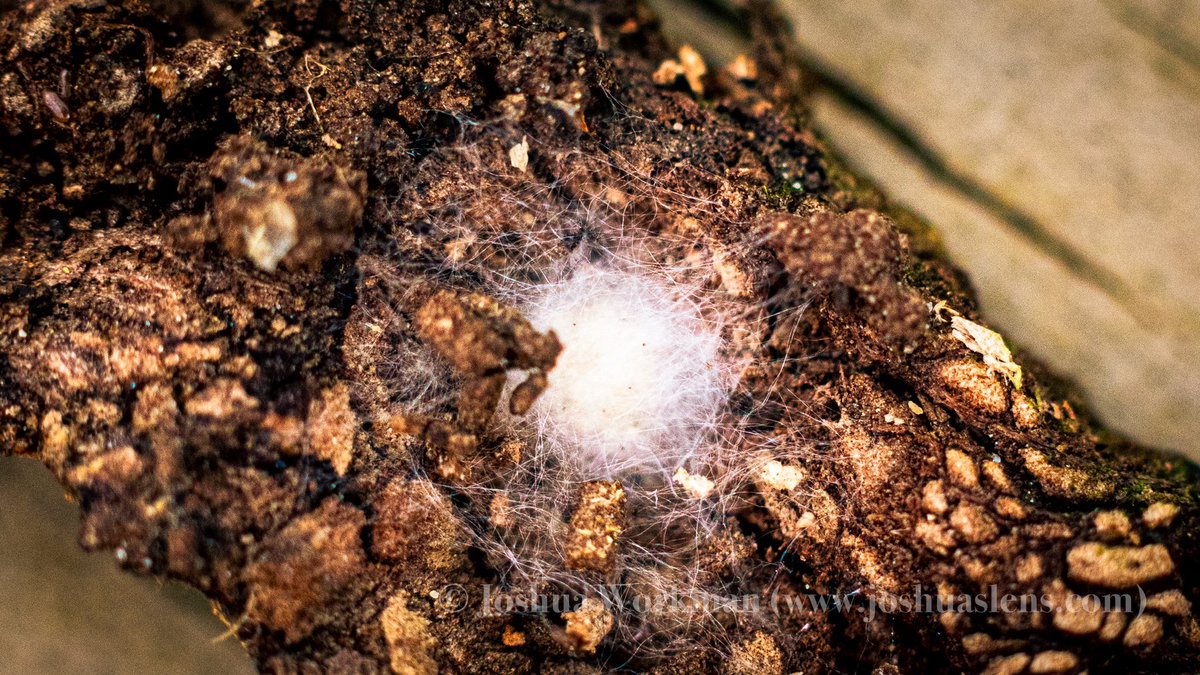 JRWPhotographer's tweet photo. I am really enjoying this #macrophotography Seems like every time I go out to shoot I’m getting a “tiny” bit better 😉 @OhioFindItHere @OhioStateParks #extensiontube #canon #canonfavpic #7dmkii #yourshotphotographernatgeo #yourshotphotographer #yourshotphotography https://t.co/1nXtNxR0OJ