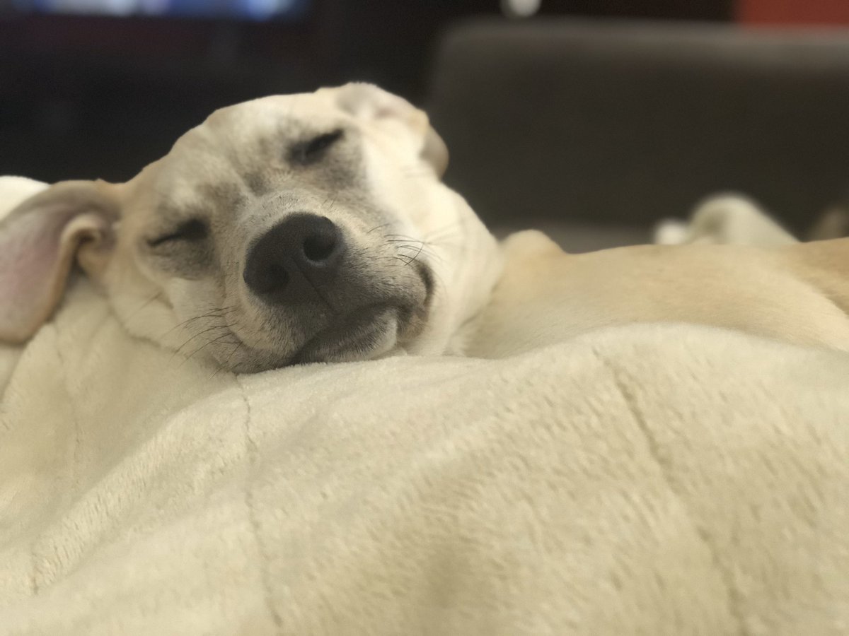 gopens58's tweet photo. Getting into things I’m not supposed to is exhausting. #tiredpuppy https://t.co/SjWnDsaIxO