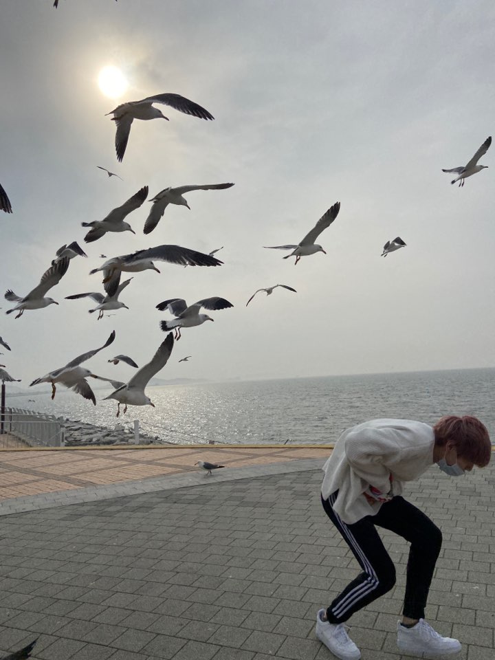txt_precious's tweet photo. Soobin's nephew: yayaya uncle stahp it. Thats dangerous. You're gonna get hurt. 

Soobin: Its fine. Imma bad boiii 

Moas: stop attacking my baby ya d*mn birds. He got to go to the beach? UwU 
 @TXT_members @TXT_bighit 
#TOMORROW_X_TOGETHER 
#투모로우바이투게더 https://t.co/1o6QUpqlxT