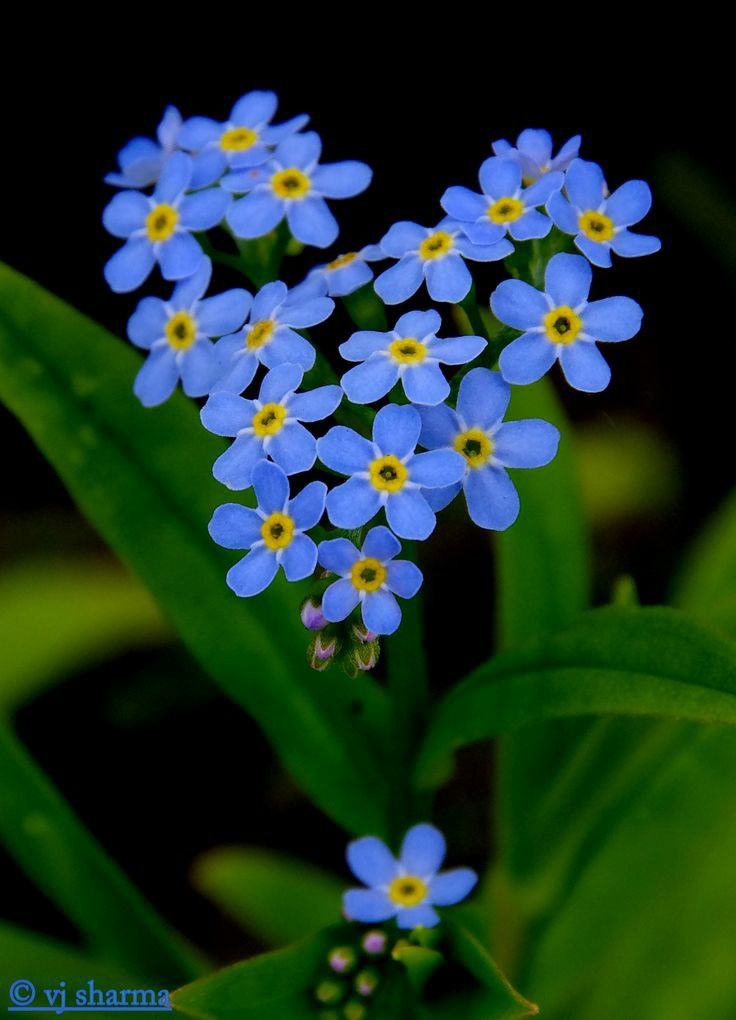 gracefulwings78's tweet photo. Forget-me-nots in the shape of a heart 💗 https://t.co/UroVzCuLq7