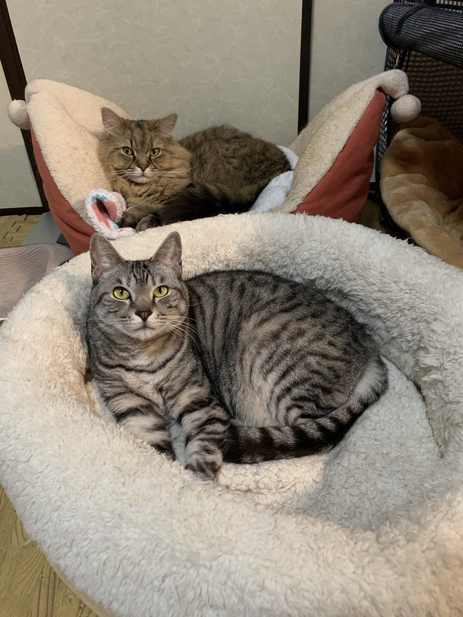 こいた コロナばっかりで気が滅入るから猫テロしようぜ きょうのネコチャーンฅ W ฅ 男の子同士仲良くいっしょに並んでお昼寝予定の 琥珀とサンたろー W 猫 ラガマフィン 保護猫 サバトラ 兄妹猫 猫のいる暮らし 猫好きさんと繋がりたい