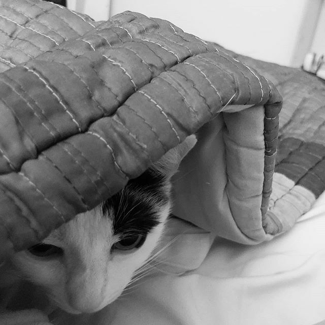 Undercover! ift.tt/2Q4bOSM