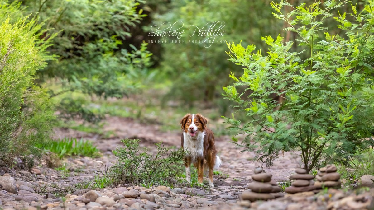 oneeyedfrog_'s tweet image. #oneeyedfrog #oneeyedfrogphotography #aipp #australianprofessionalphotographer #commercialphotography #equinephotographer #petphotographer #avonriver