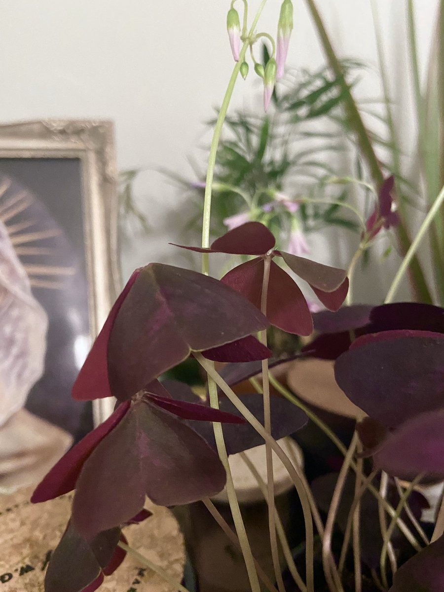 _babyfrog's tweet photo. cannot get over how oxalis leaves look like little butterflies https://t.co/y5jhcTZUTt