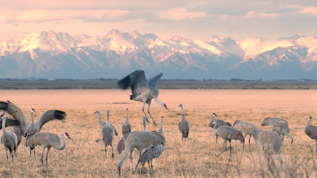 evrglomedia's tweet photo. Over 20,000 sandhill cranes spend time in the San Luis Valley, Colorado every year ⛰️
Video coming tomorrow 👀
.
.
.
#evrglomedia #whatsyourmoment #montevista #cranefestival #videography #sandhill #coloradonature #sandhillcrane https://t.co/Nz07h8t4cs