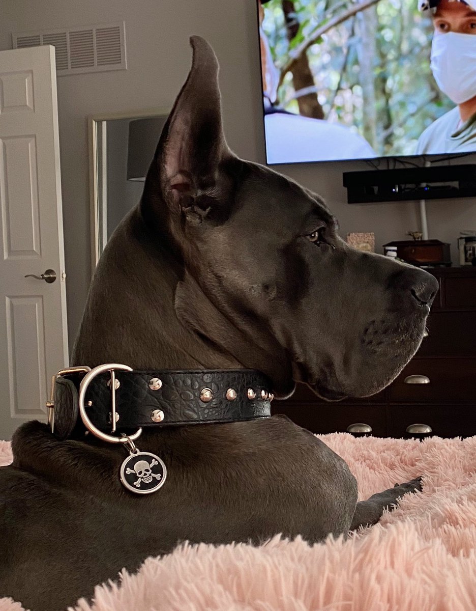 DrogoDane's tweet photo. “Kal Drogo’s Drogon” looking very photogenic. (You would never know what a goofball I am in this pic) #drogon #got #bluegreatdane #greatdane @PrideOfGypsiesJ https://t.co/u89D41PKUi