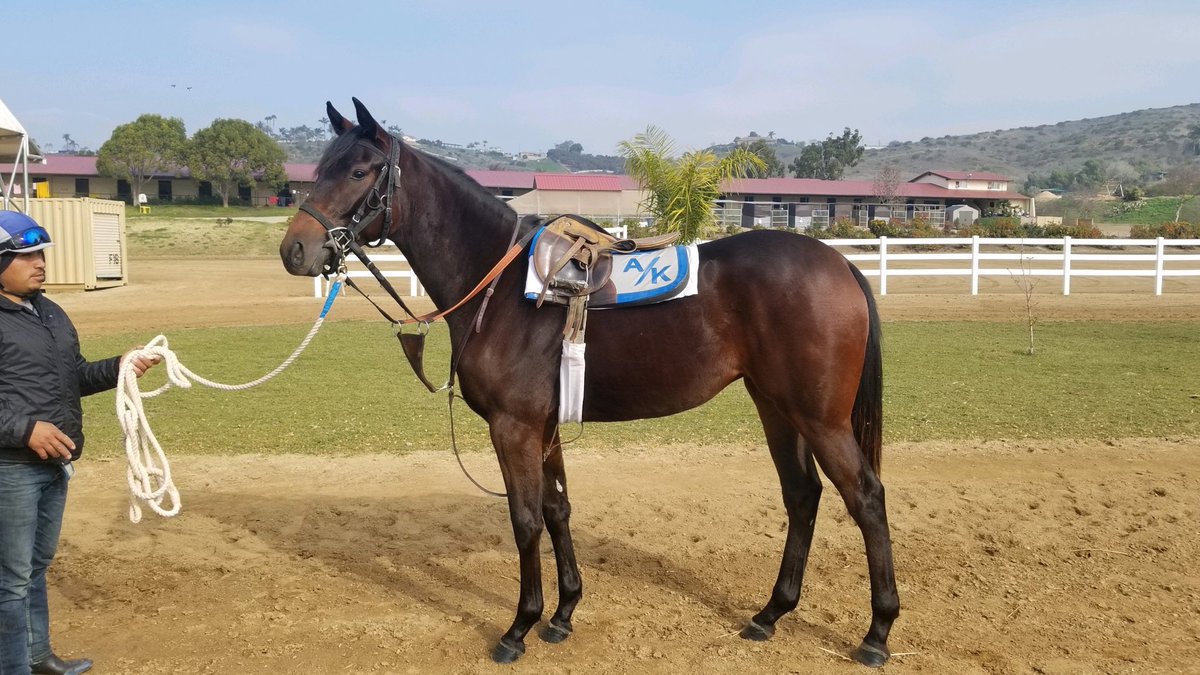 frisky_filly's tweet photo. Take a look CA race fans...Smiling Tiger filly out of a mult graded stakes family - go to OBS bring back 2yo’s, then watch this filly beat y’all. Just worked 1/4 mile like a beast. Special filly 💚 #teambluechip https://t.co/QFCTECHFIJ