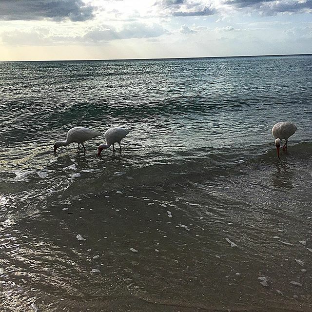 WWAdventures76's tweet photo. What’s for dinner? Some ibis searching the shoreline for a meal. #AlwaysWandering #ExploreDiscoverLive #LeaveNoTrace https://t.co/H7OZ8nOtHr