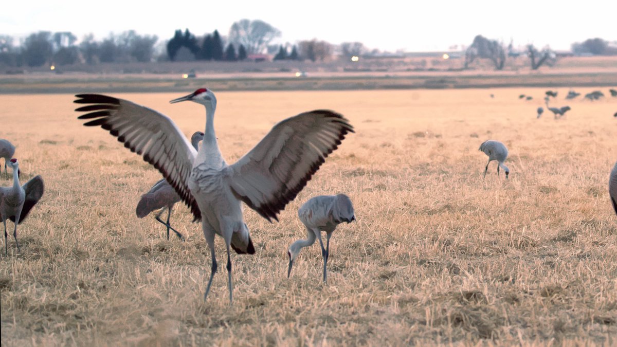 evrglomedia's tweet photo. Sandhill cranes mate for life, and renew their bonds by dancing every #spring in the San Luis Valley, Colorado ⛰️
Video coming tomorrow 👀
.
.
.
#evrglomedia #whatsyourmoment #montevista #cranefestival #sanluisvalley #sandhill #coloradonature #sandhillcrane #wildlifephotography https://t.co/GoxqF6wjny