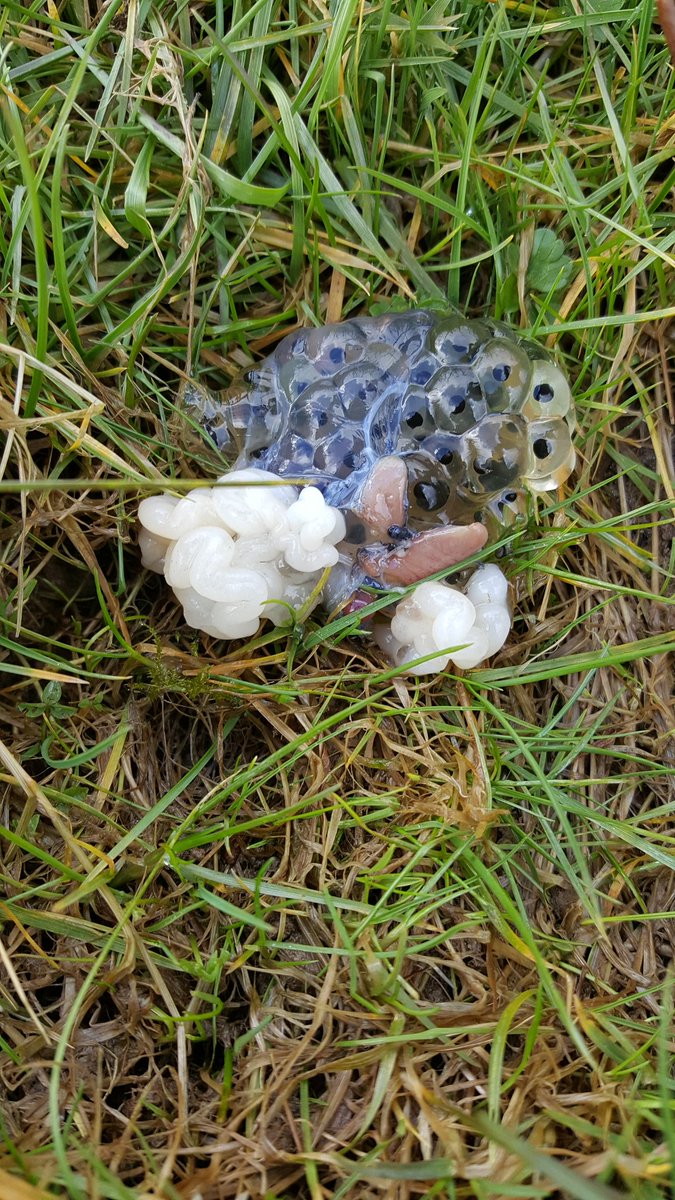 Found this yesterday down on one of our wetlands areas... a 'star jelly' is the correct terms for this but unsure to what animal ate the frog, probably the heron that was lurking around the pond areas! Nature at it's best