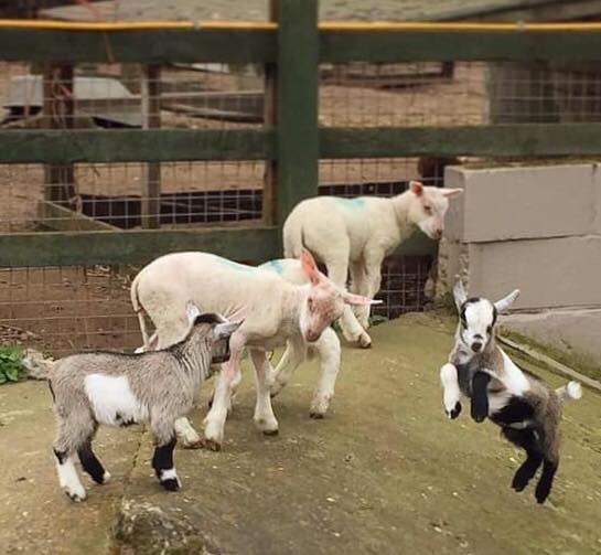 We love @stonebridgecityfarm!
This wonderful city farm is very popular with little ones and their families.🙌⁠
Animal feeding, handling⁠, cafe &amp; play area.
Weekly sessions with @littlelegsltd, <a href="/rainbowstripes/">Rayne</a> 
Media Source: After School Kid Profile afterschoolkid.com/profile/stoneb…