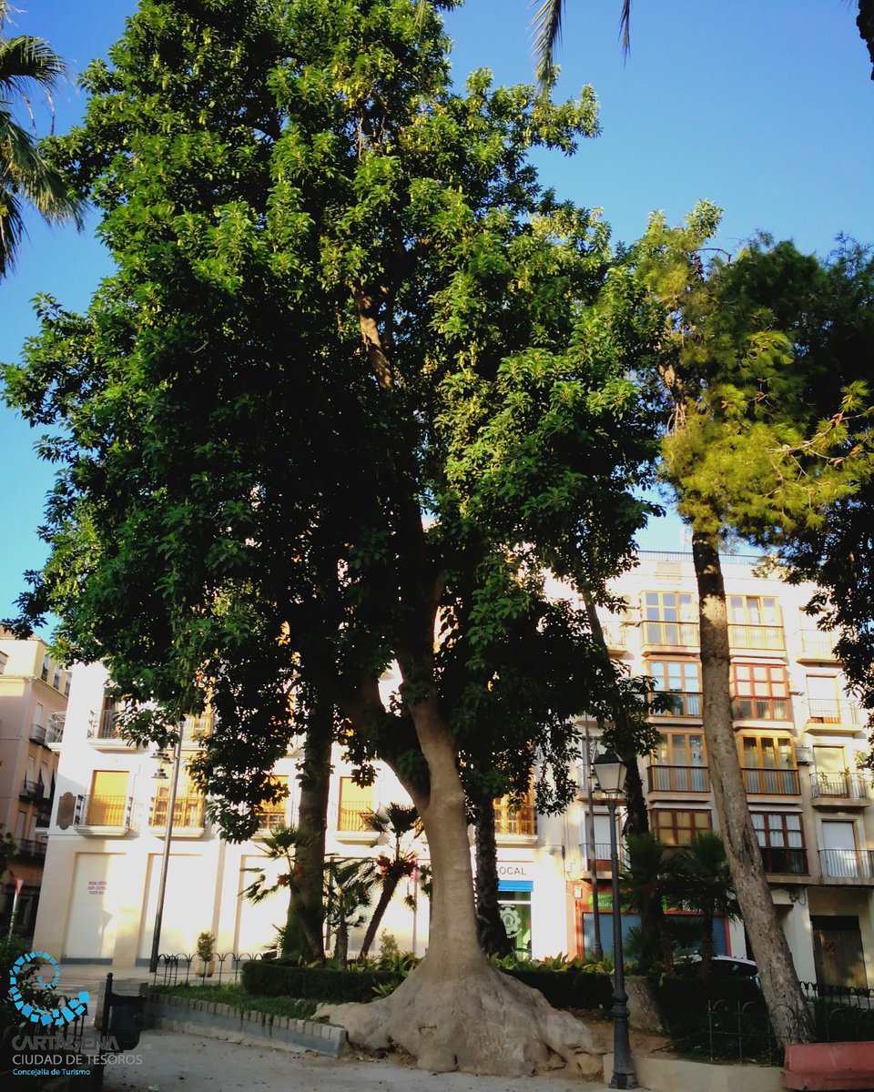 TuriCartagenaES's tweet photo. En #FloreCT, hablamos del #Ombú de la #PlazaDeLaMerced.Árbol longevo y difícil de calcular su edad por la ausencia de anillos en su tronco.Los científicos difieren en sí es un árbol, un arbusto o una hierba gigante. Destacan sus pequeños racimos de color blanquecino en #Primavera https://t.co/oXuqgpUvHY
