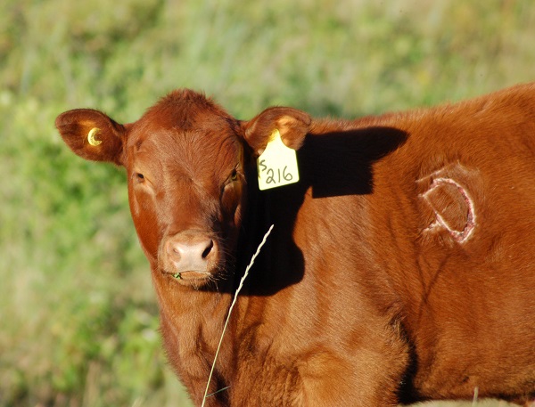 Мечение сельскохозяйственных животных. Маркирование сельскохозяйственных животных. Маркировка в сельском хозяйстве. Коровы минсельхоз. Маркирование сельскохозяйственных животных.