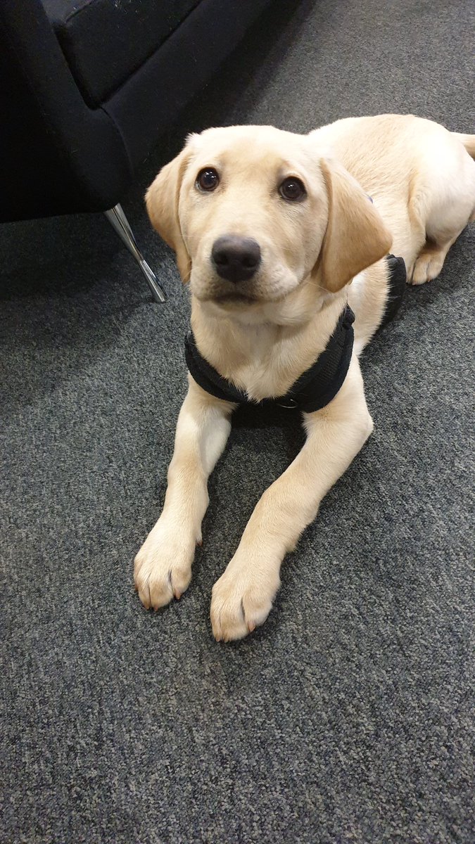 stevebaileylive's tweet image. THIS 12 week old dude is shortly going to be OWNING the breakfast show @BBCSheffield Brace Yourself! #supportdogs #PuppyInTraining @supportdogsuk