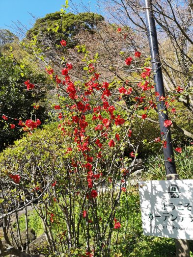 kamakura_kyokai's tweet image. 今日は気温が高く散策日和です。浄妙寺の散策路入口にある大きなサクラが満開です。ボケも見頃です。新しくなった庭がとてもきれで、浄妙寺垣という独特な竹垣も素晴らしいです。3月11日撮影。