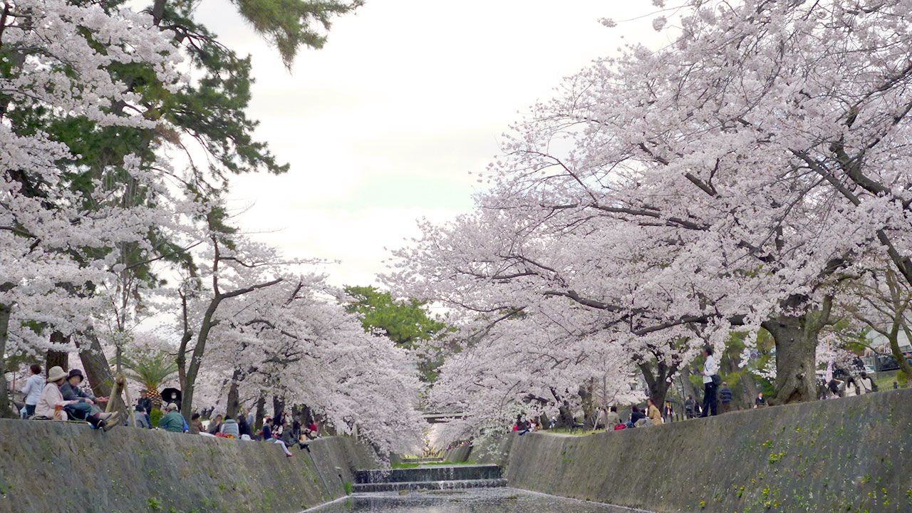 Nippon Com Cn Al Twitter T Co S71zv8rmqf 樱花被西宫市选定为市花 该市的植物生产研究中心开发了市原创樱花品种 西宫 权现平樱 和 夙川舞樱 培育生产树苗 当然在夙川河沿绿地也可以看到 夙川河沿绿地邻接着住宅区 因此市要求人们 赏花时注意自己的行为 Nippon Com Cn Al Twitter T Co S71zv8rmqf 樱花被西宫市选定为市花 该市的植物生产研究中心开发了市原创樱花品种 西宫 权现平樱 和 夙川舞樱 培育生产树苗 当然在夙川河沿绿地也可以看到 夙川河沿绿地邻接着住宅区 因此市要求人们 赏花时注意自己的行为