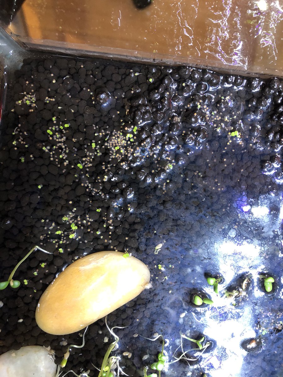 Day 7/ #shrimptankMore Baby Tears! In the spare 20 gallon planted tank, we see some shriveling in the Amazon sword & in the S. repens.Hopefully it will all recover. 