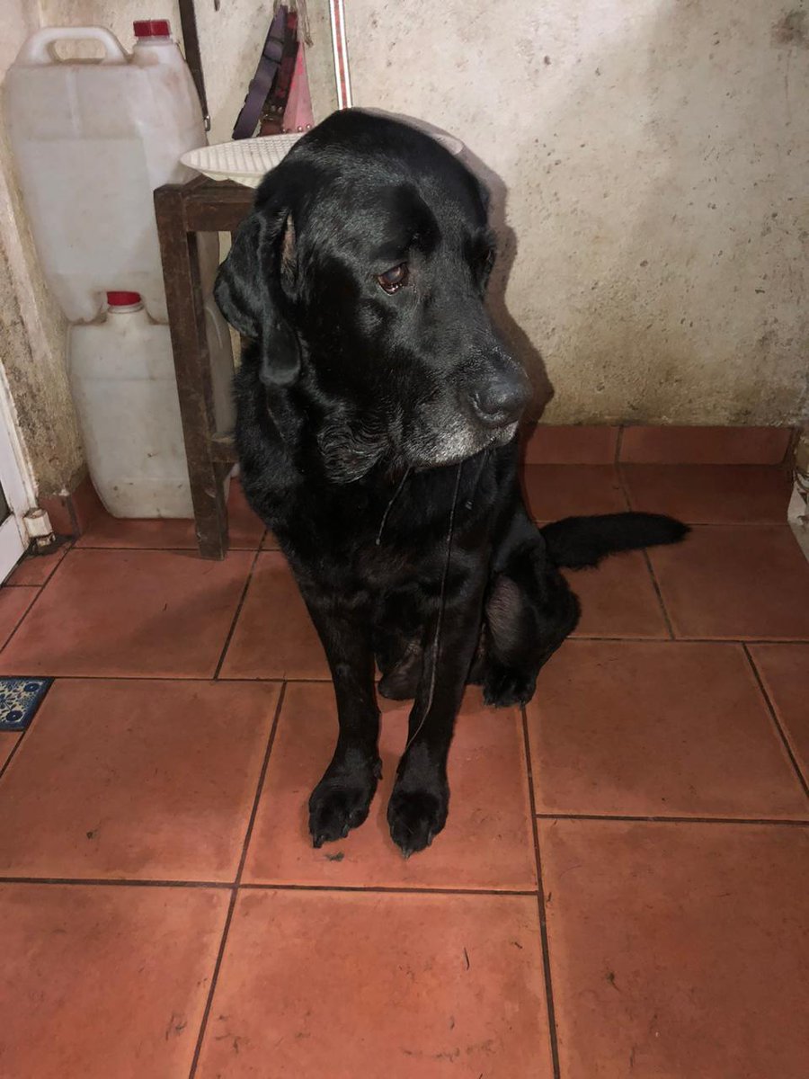 AYUDA Este perrito está perdido en Polanco #CDMX
RT infinito para encontrar a su familia. <a href="/MundoPatitas/">Mundo Patitas AC</a> <a href="/PrrosPerdidosMX/">PerrosPerdidosMx</a> <a href="/por_perros/">por_perros</a> <a href="/PpEncontradosMx/">PerrosEncontrados</a>
<a href="/Perrosenlacalle/">Alfredo Marquez T.</a> <a href="/FundacionToby/">Fundación Toby</a> <a href="/UbicapetMexico/">UBICAPET MÉXICO</a>
<a href="/mascotasdifunde/">Difusión de mascotas</a> <a href="/RescateAnimal/">Rescate Animal</a> <a href="/UbiCanApp/">UbiCan</a> @lostanimalsdf <a href="/roxsaiz/">roxana saiz</a>