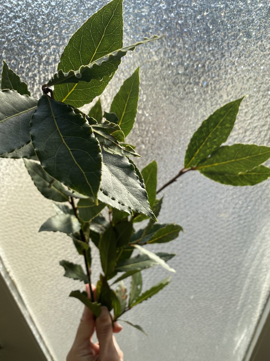 slimavocado's tweet photo. Nature’s antiseptic. Bay leaves. Crumple leaves and boil in water or take in the shower. Cleans the air and your lungs. Stay healthy! #CoronaVirusUpdate #naturalhealth #bayleaves https://t.co/BtyZyxrgLz