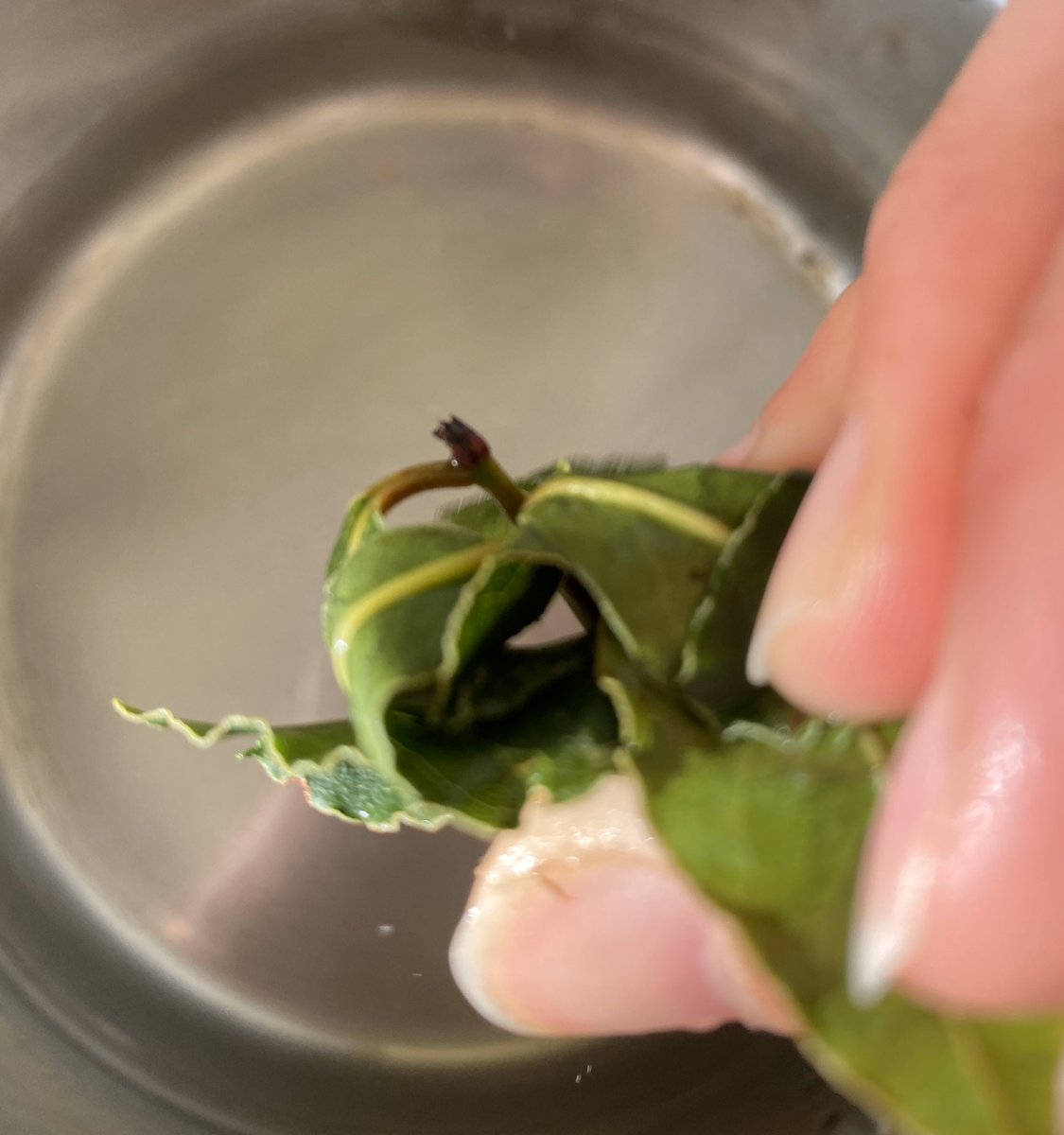 slimavocado's tweet photo. Nature’s antiseptic. Bay leaves. Crumple leaves and boil in water or take in the shower. Cleans the air and your lungs. Stay healthy! #CoronaVirusUpdate #naturalhealth #bayleaves https://t.co/BtyZyxrgLz