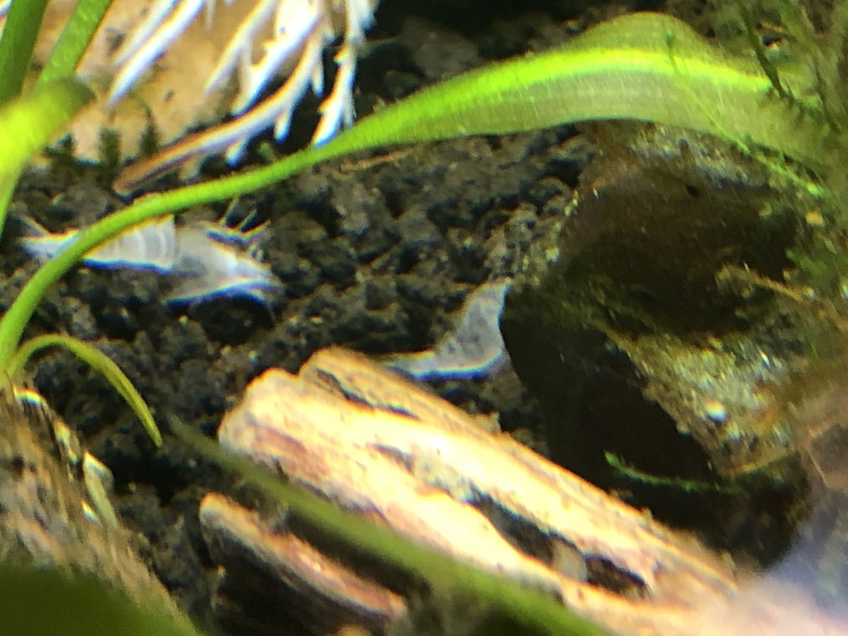 Ooh!! Exciting, there are actually two shrimp shells, meaning two have molted in the 10 gallon  #shrimptank !