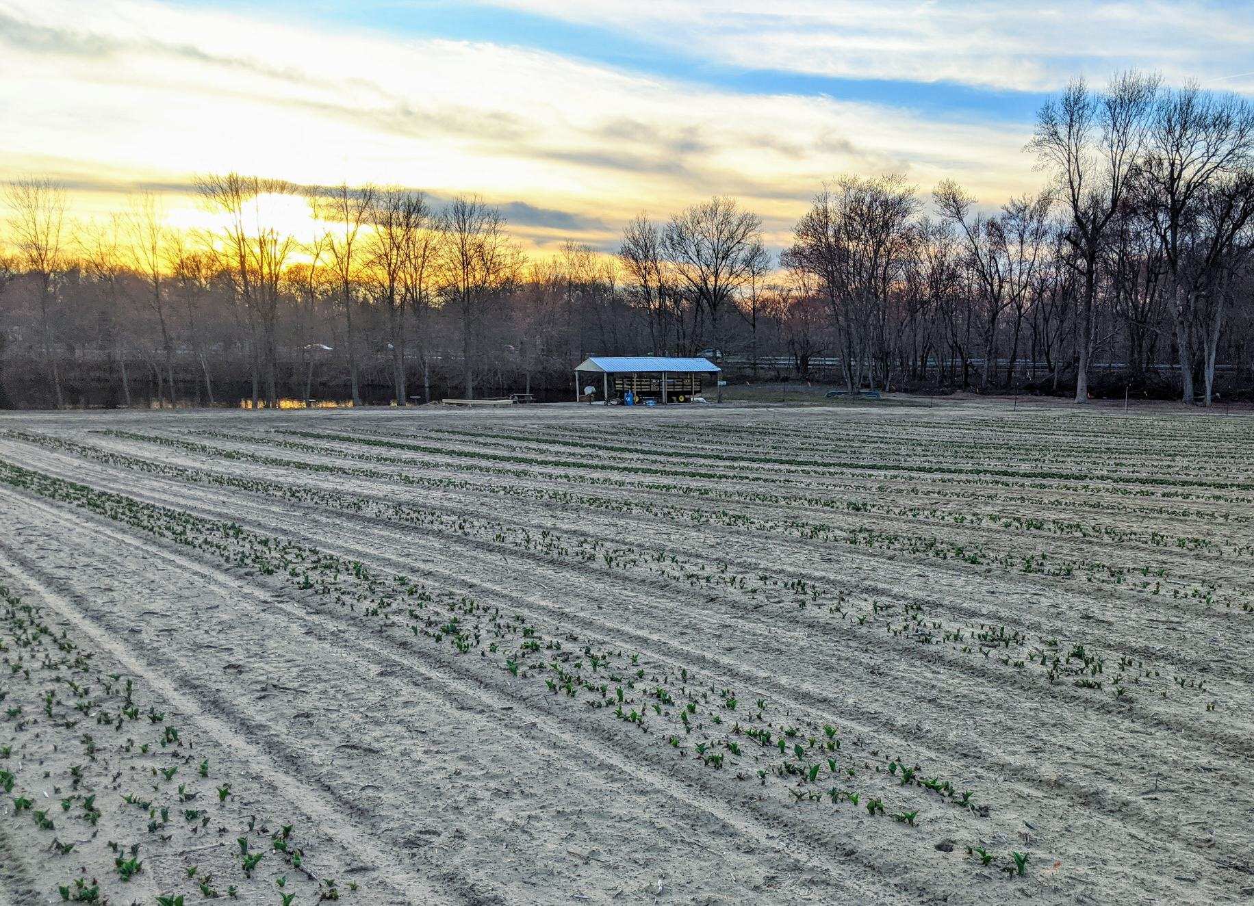 Dalton Farms on Twitter "Tulips are coming. Tulip tulips festival 