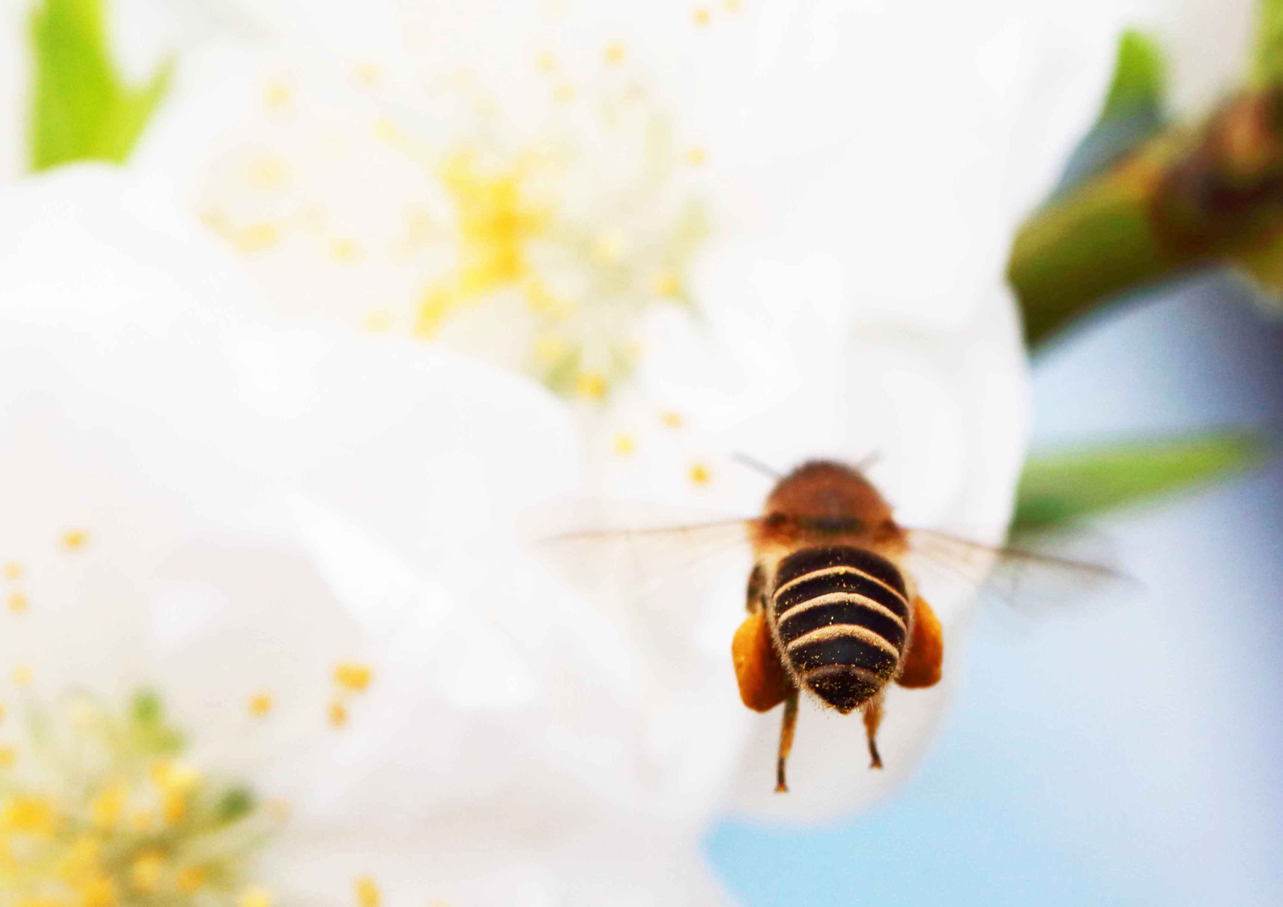 片柳弘史 きれいに咲いた桃の花 ミツバチも 足に花粉をつけ 大喜びで飛び回っています T Co 8yxqyjnov1 Twitter