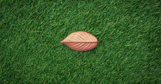 Tiendeo_Chile's tweet photo. Si tienes macetas y plantas en tu jardín procura tenerlas limpias y libres de hojas muertas y si aparecen hierbas malas quítaselas para que los nutrientes de la tierra solo los absorba la planta. #Tiendeo 🌱 🍃 🌷 https://t.co/yBY4MnoIDo https://t.co/hxcH5lp2la