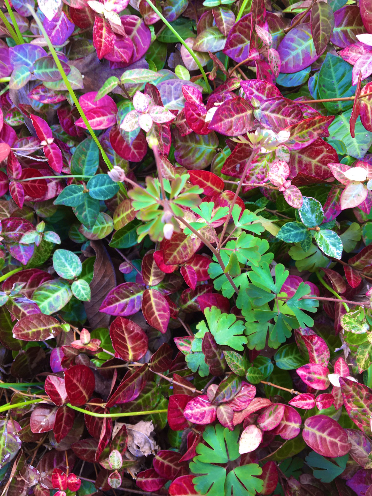 年年歳歳花相似 Twitter Search Twitter