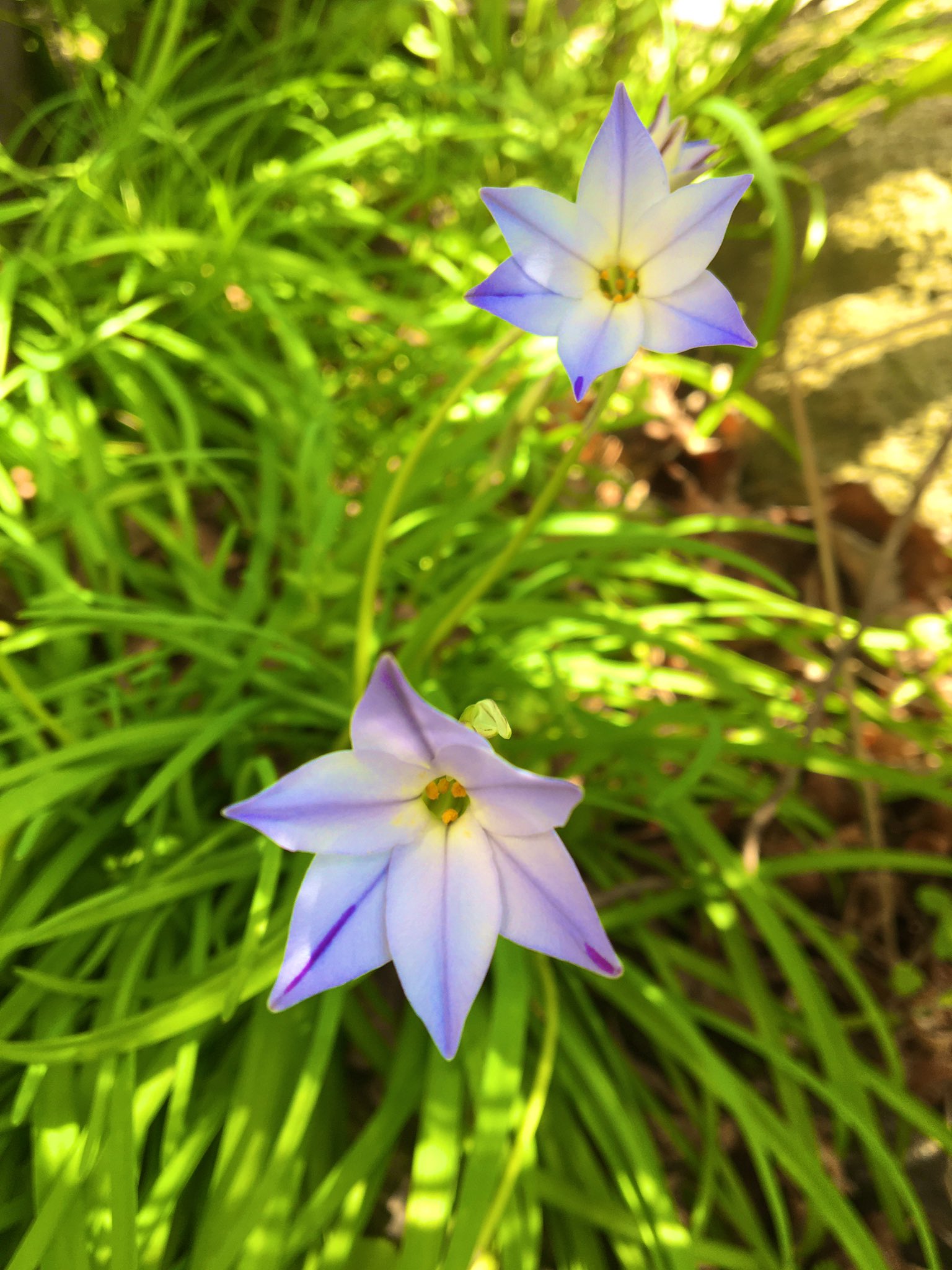 年年歳歳花相似 Twitter Search Twitter