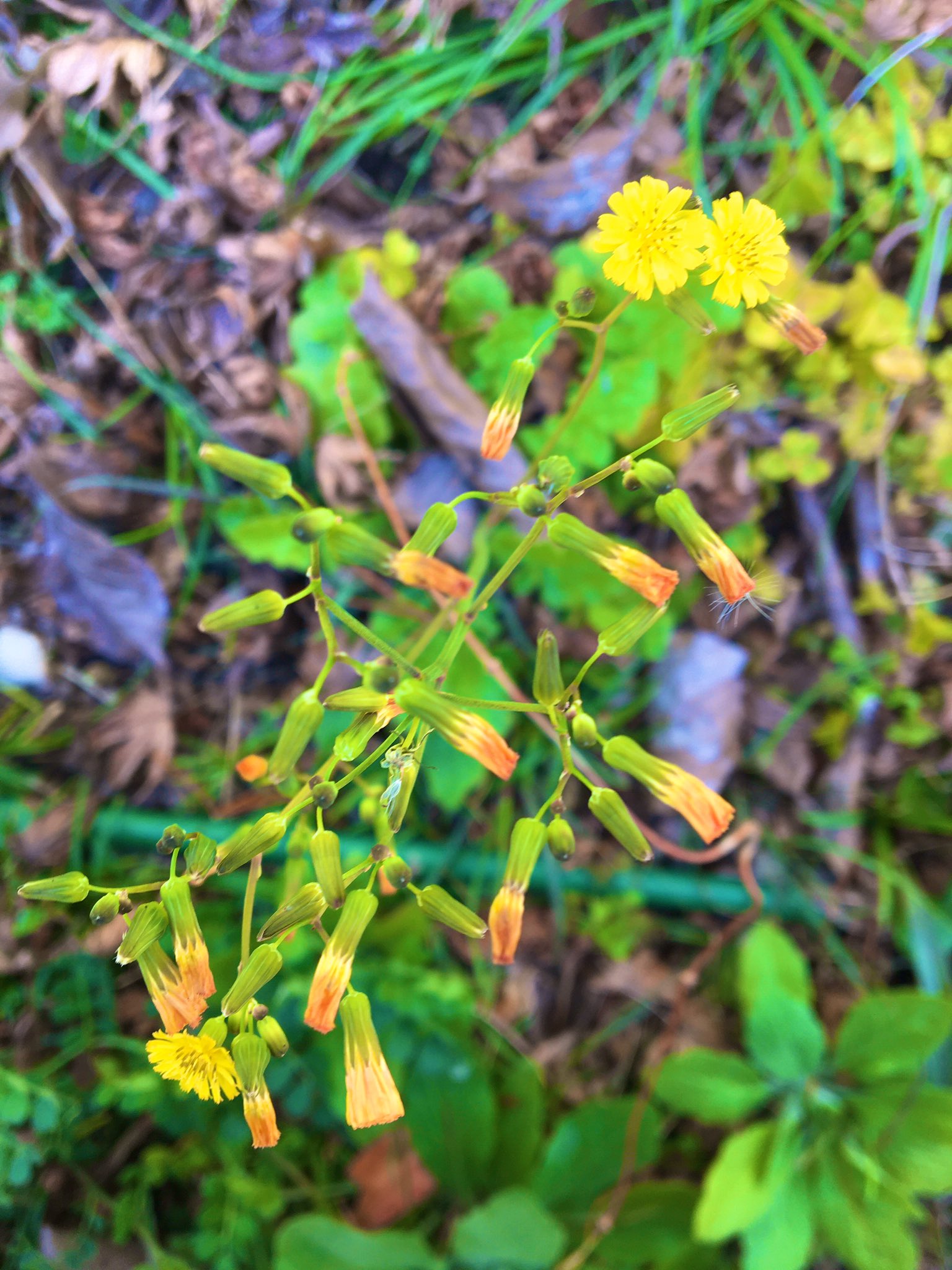 年年歳歳花相似 Twitter Search Twitter