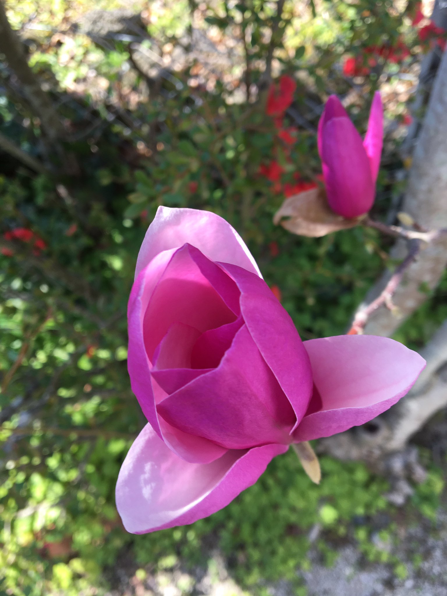 年年歳歳花相似 Twitter Search Twitter