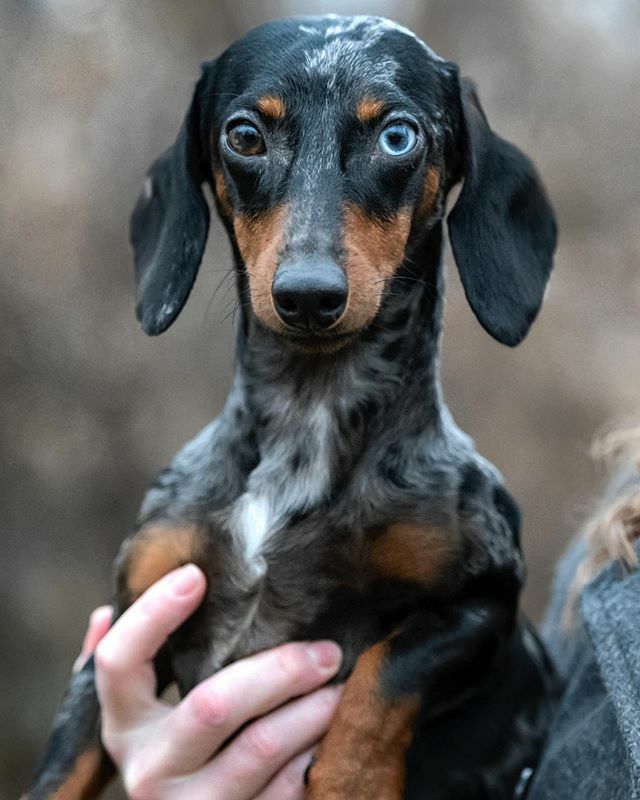 LongLongRanch's tweet image. Welcome to the pack King Bumi. #MrPipinpadaloxicopolis #unconventionalgenius #neutraljing #wildeye #eccentric #dappleddandydachshund #stylebender #roomforonemore #akcdachshund #avatarthelastairbender #bowie ift.tt/3aMVWf8