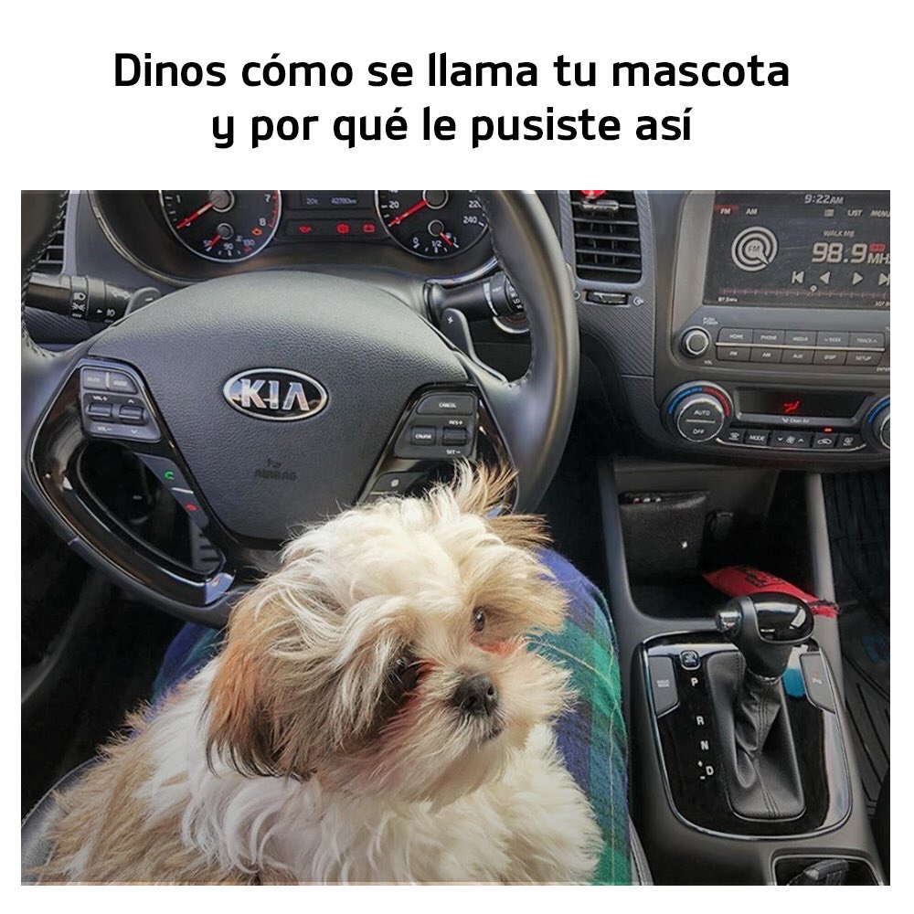 Hoy queremos conocer la historia detrás del nombre de sus perritos y gatitos. 🐶🐱❤ ¡Van!

#KIAPet