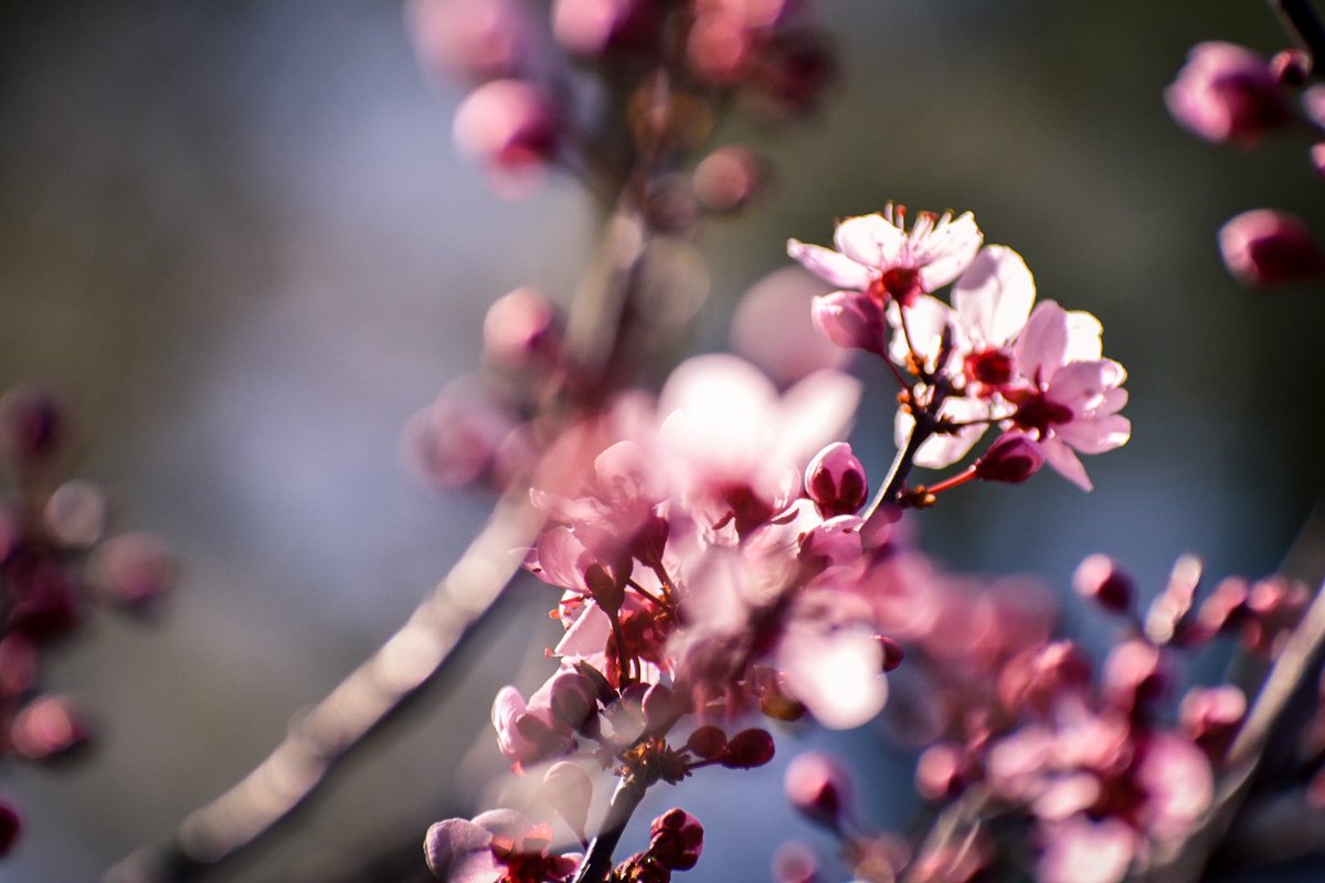 Michar's tweet image. Who wants their pictures taken in the fruit orchards?  Send me a message.