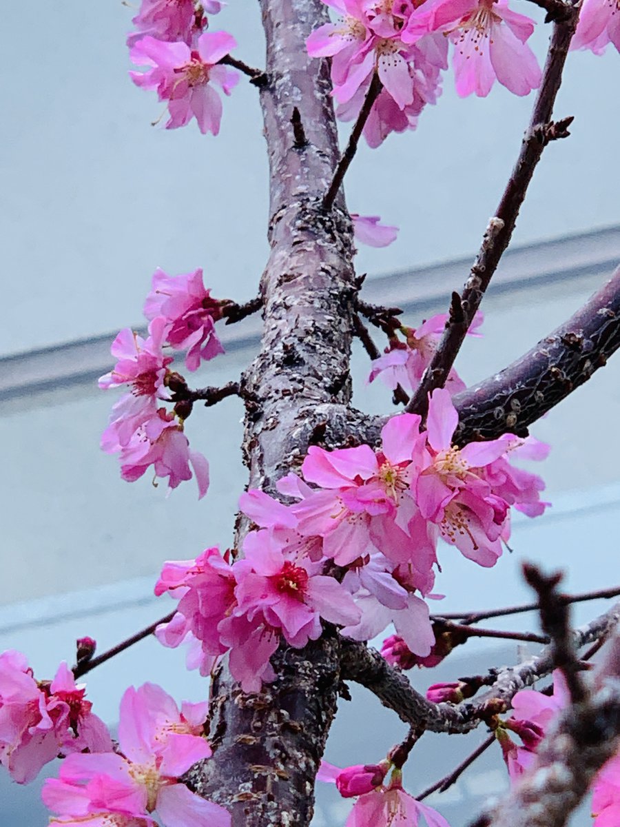 利晶の杜 Hashtag On Twitter