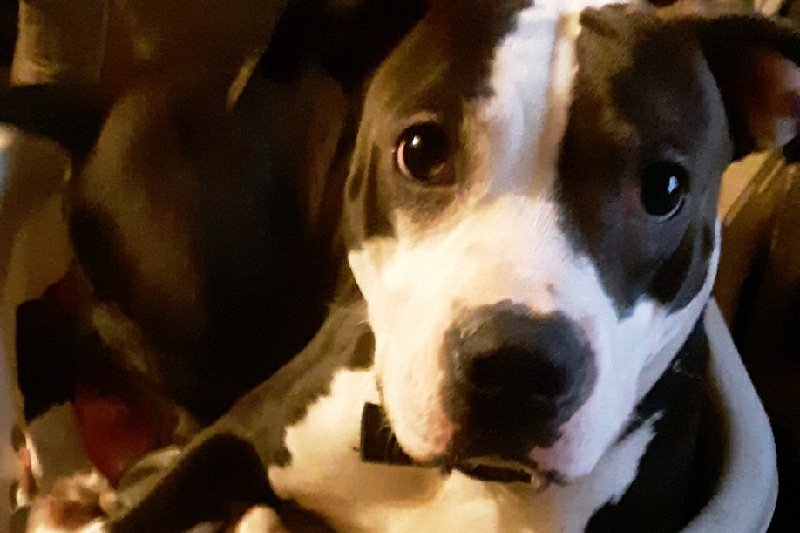 CorpmanShannon's tweet photo. #whydontpplcare #desperateneed
#timerunningout
#pleasepleasehelp keep these loving creatures in my life please dont make have to lose the 10 years of live I have put into something I beleave in
https://t.co/jWy5fARMiB @gofundme https://t.co/YU3nj7yrGA