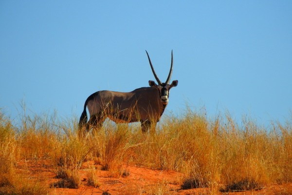 RadioRoaming's tweet photo. Kalahari Desert Revealed https://t.co/XJlpT8Ogde https://t.co/IfvFfhxPiv
