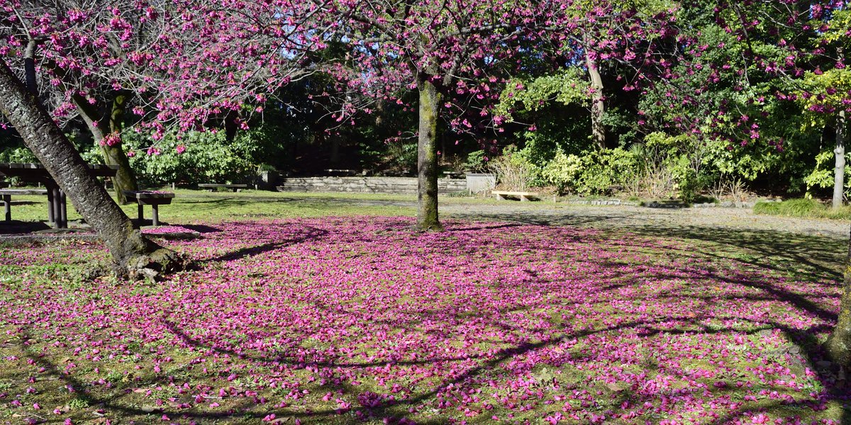 清澄庭園 カンヒザクラ終盤の見どころです 樹上の花 地面のピンクカーペット 東京sakuraプロジェクト 清澄庭園 日本庭園 桜 寒緋桜 Japanesegarden Kiyosumigardens Tokyo Sakura Japantravel T Co Tlzzawddqp