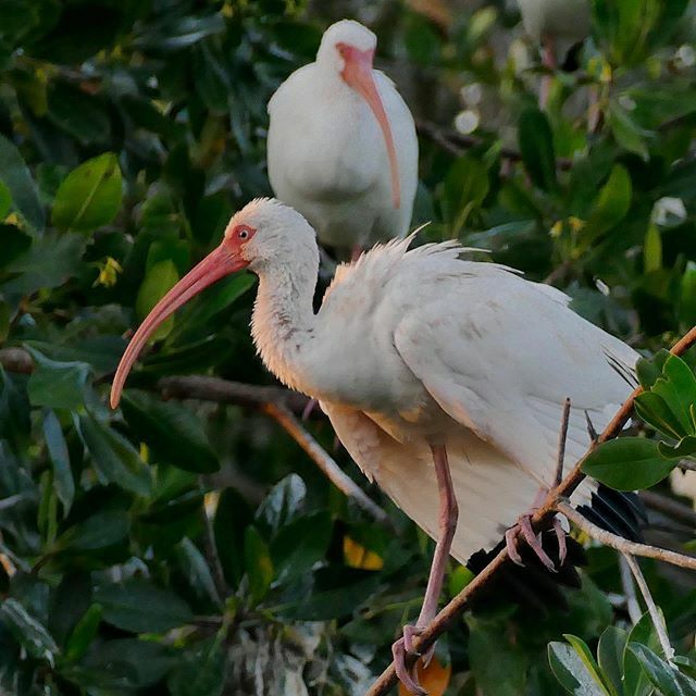 #whiteibis at the #marshtrail #rookery #tenthousandislands #florida ift.tt/3aIIcSF
