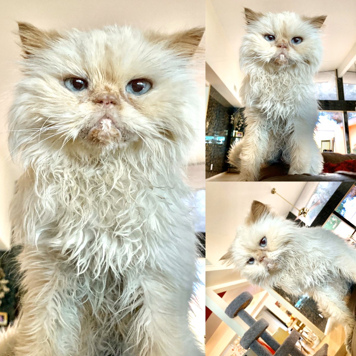 ClevelandChanel's tweet photo. Someone is feeling better! Cleveland !! 😻😻🙏🙏 https://t.co/9PlOciOHYI
