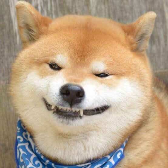 松村北斗の画像をアップすると近い構図の犬の画像が送られてくる Togetter