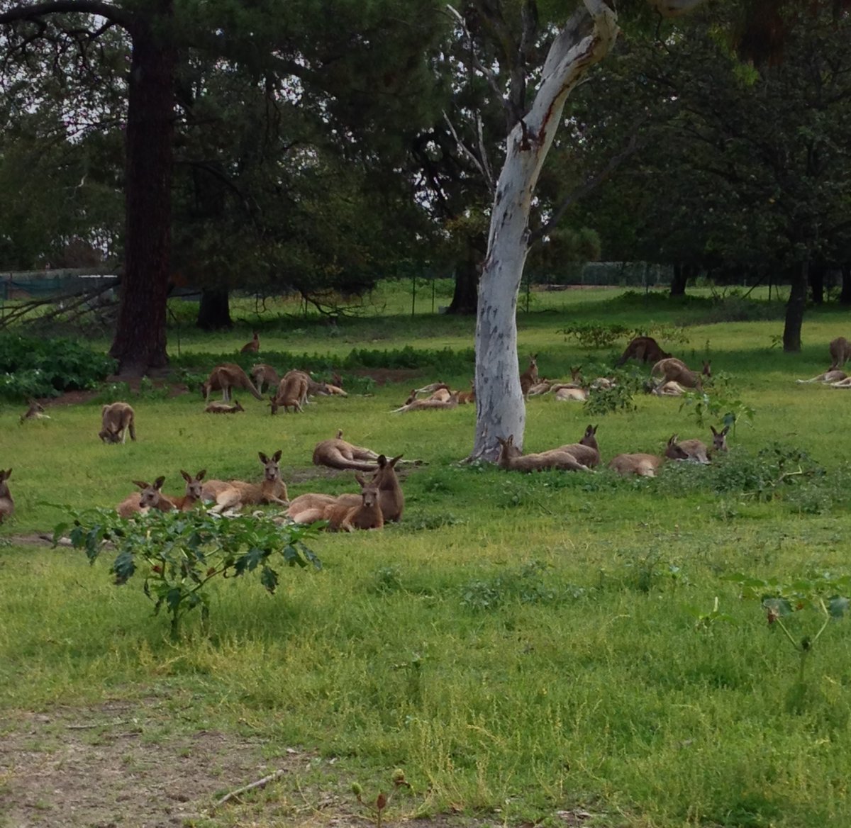 The world can seem like a pretty grim place at the moment.... so here's a picture of the @UniNewEngland's resident kangaroos lounging about at their ease and without a care in the world.