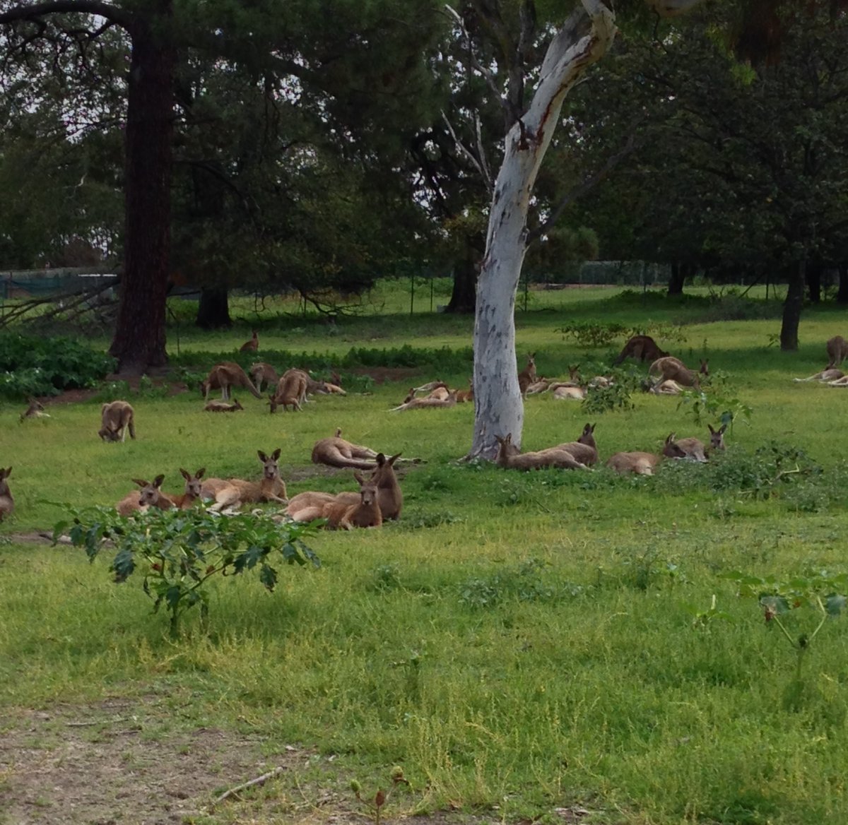 Francois Soyer (@fjsoyer) on Twitter photo The world can seem like a pretty grim place at the moment.... so here's a picture of the <a href="/UniNewEngland/">Uni of New England</a>'s resident kangaroos lounging about at their ease and without a care in the world. The world can seem like a pretty grim place at the moment.... so here's a picture of the <a href="/UniNewEngland/">Uni of New England</a>'s resident kangaroos lounging about at their ease and without a care in the world.