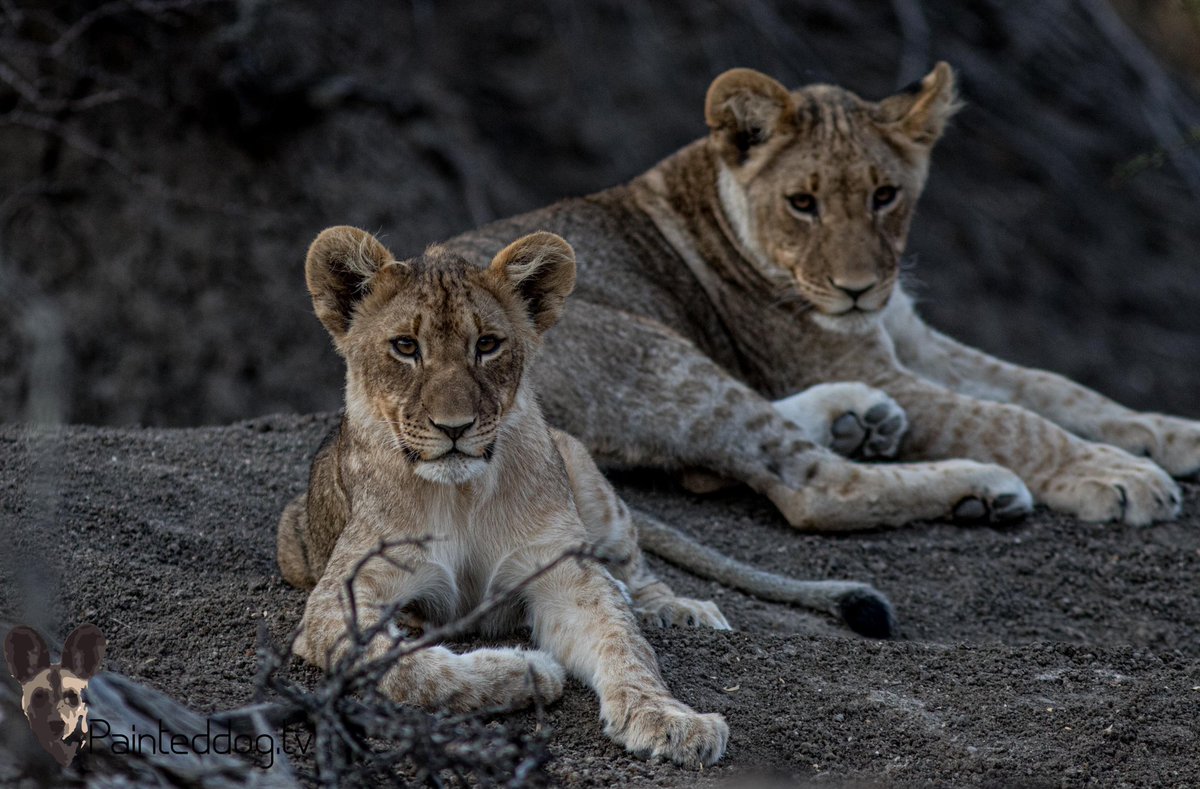 BrentLeoSmith's tweet photo. Happy birthday to #bucketthelion and her brother BB it’s been a privilege to follow your lives for the last year and we can’t wait to continue following you 2  into adulthood! Hopefully we will be able to find you 2 on drive this afternoon! #safariwithbrent #painteddogtv #lion https://t.co/DCrUpR944Z