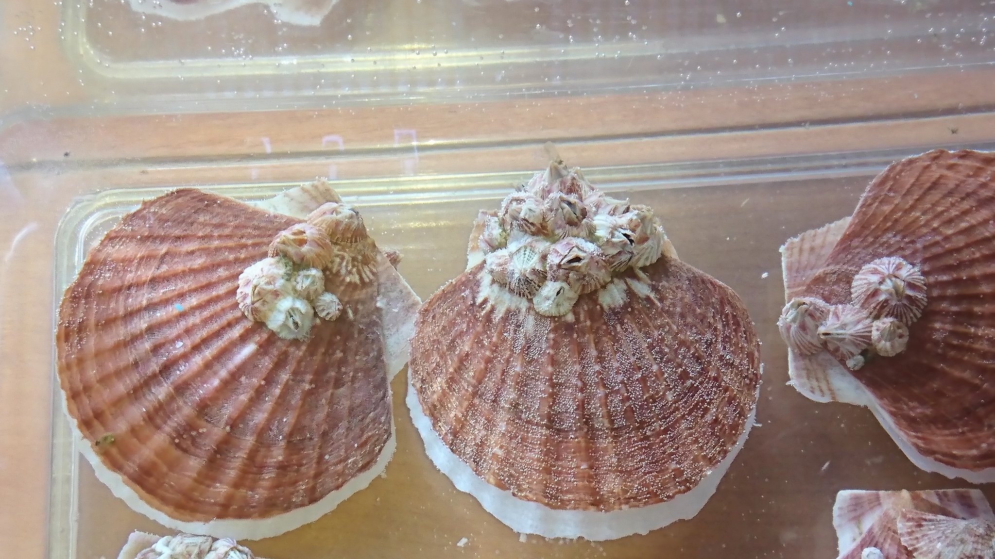 三田パパ ホタテ貝 フジツボ 近所のスーパーで 消費期限ギリギリのため安く販売されていたホタテ稚貝 貝 の直径は５ ほどだが 14粒 極小稚貝を含む 全部で110円 貝に付着しているフジツボが生存していたら 面白いな と思っていたら フジツボの