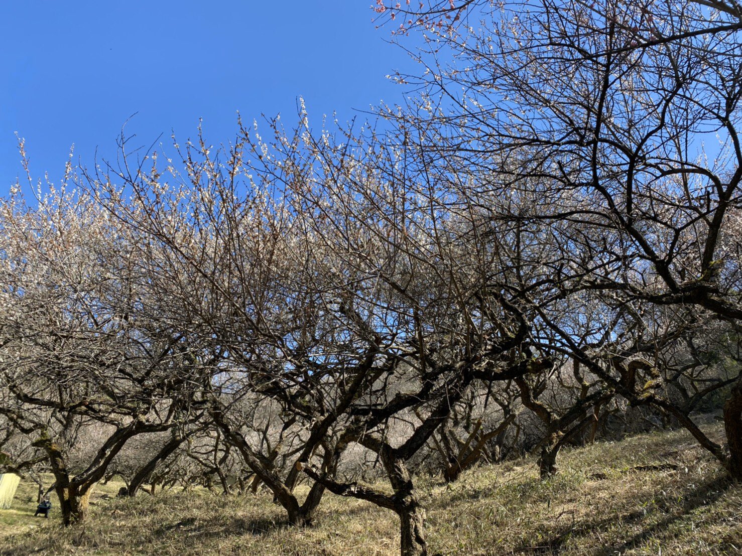 足利市観光協会 足利の旬 開花情報をお届けします 3月11日 水 晴 梅 西渓園 西宮町 散っていますが あと数日は楽しめそうです 菜の花 渡良瀬グリーンプラザ近くの土手 岩井町 満開の菜の花畑が広がっています 桜 足利公園 緑町 まだ開花していません
